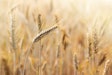 Wheat field VIA PIXABAY MARCH 2021