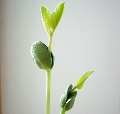 Soybean Growing