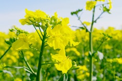 Canola VIA PIXABAY April 2021