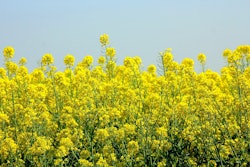Canola VIA PIXABAY April 2021