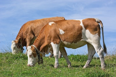 Cattle cow graze VIA PIXABAY April 2021