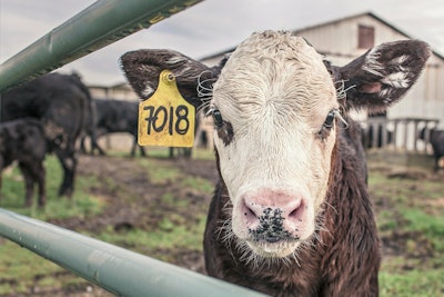 Cow calf VIA PIXABAY April 2021
