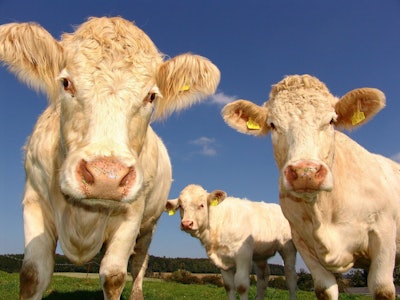 Cows cattle VIA PIXABAY April 2021