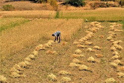 India wheat field