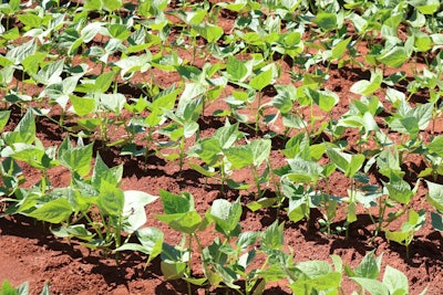 Soy field baby soy VIA PIXABAY APRIL 2021