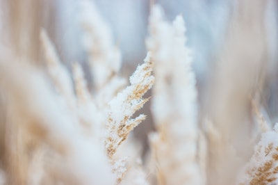 Wheat cold snow frost VIA PIXABAY April 2021