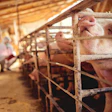 Pig vet checking pigs for diseases. Veterinarian at pig farm.