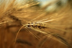Barley VIA PIXABAY May 2021