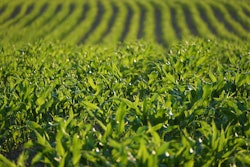 Corn field via PIXABAY may 2021