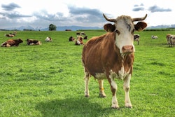 Cows grazing field VIA PIXABAY MAY 2021