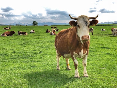 Cows grazing field VIA PIXABAY MAY 2021