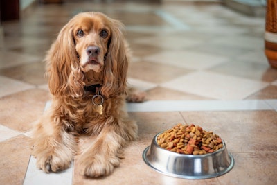 Dog pet food VIA PIXABAY May 2021