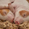 Piglet VIA PIXABAY May 2021
