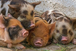 Piglet pigs VIA PIXABAY May 2021