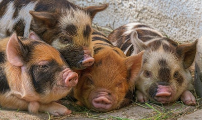 Piglet pigs VIA PIXABAY May 2021
