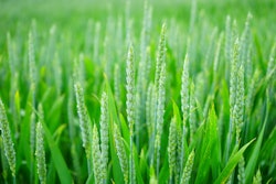 Wheat VIA PIXABAY May 2021