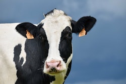 Cow 4269568 1280