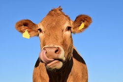 Cow VIA PIXABAY JUNE 2021