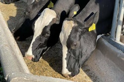 Dairy cows feed cow VIA CLEAVER JUNE 2021