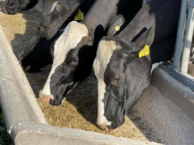 Dairy cows feed cow VIA CLEAVER JUNE 2021