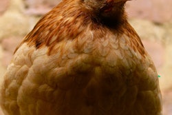 Chicken broiler VIA PIXABAY July 2021