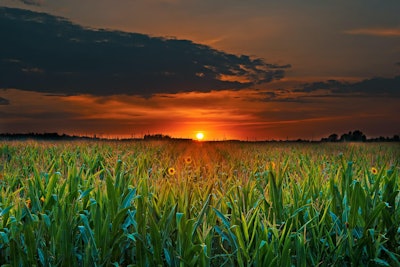 Cornfield sunset via pexels JULY 2021