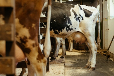 Dairy cows VIA pexels cottonbro July 2021