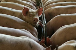 Pigs VIA pexels March 2021 Photo by barbara barbosa