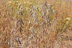 Soybeans ready for harvest VIA PIXABAY 2021