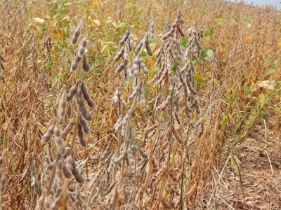 Soybeans ready for harvest VIA PIXABAY 2021