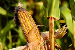 Corn VIA PIXABAY august 2021