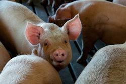 Pig swine VIA pexels mark stebnicki AUGUST 2021