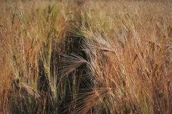 Wheat dry VIA PIXABAY August 2021