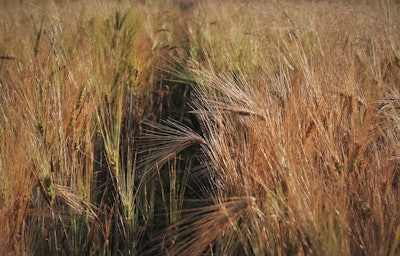 Wheat dry VIA PIXABAY August 2021
