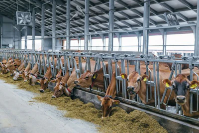 Jersey Dairy Cows Free Livestock Stall