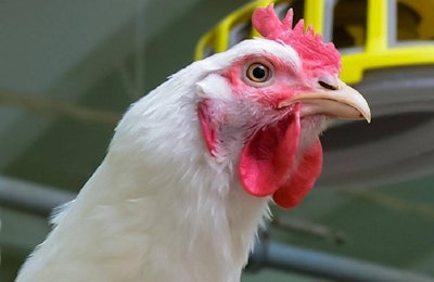 Modern chicken farm production of white meat