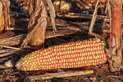 Corn field harvest VIA PIXABAY SEPT 2021