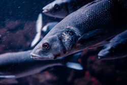 Pexels | Kelian Pfleger