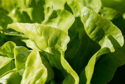 Lettuce greens VIA PIXABAY sep 2021