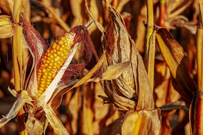 Corn harvest VIA PIXABAY Oct 2021