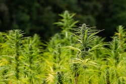 Hemp plant VIA PIXABAY OCT 2021