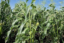 Photo: Agricultural Research Service/USDA