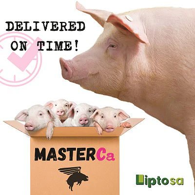 Lipstosa Masterca