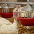 turkeys on the farm. Turkey farming. Growing or cultivation of turkey