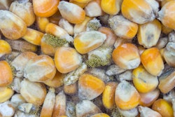 Mycotoxin webinar Dec 2021 closeup aspergillus flavus a parasiticus producer