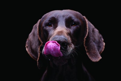 Portrait of an adorable deutsch kurzhaar - isolated on black background.