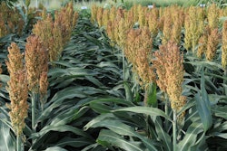 K-State Research and Extension