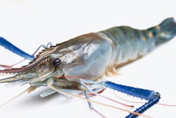 Shrimp grain VIA PIXABAY jan 2022