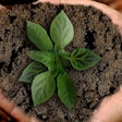 Plant and dirt held in two hands