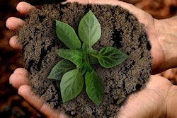 Plant and dirt held in two hands